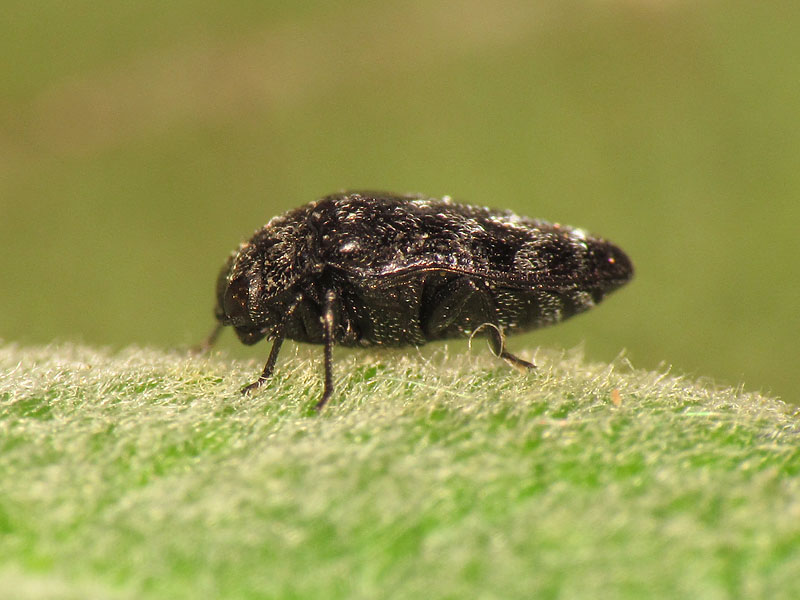 Buprestidae: Trachys minutus minutus